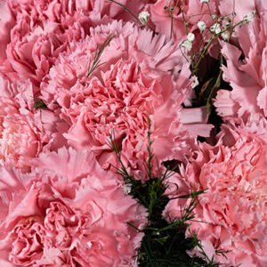 Claveles 300x300 - CLAVELES