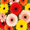 Gerberas