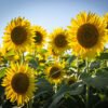 Girasoles