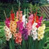 Gladiolas