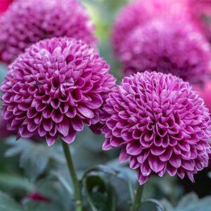 Pompones 300x300 - POMPONES