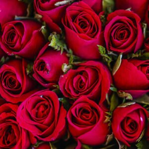 Rosas 300x300 - ROSAS