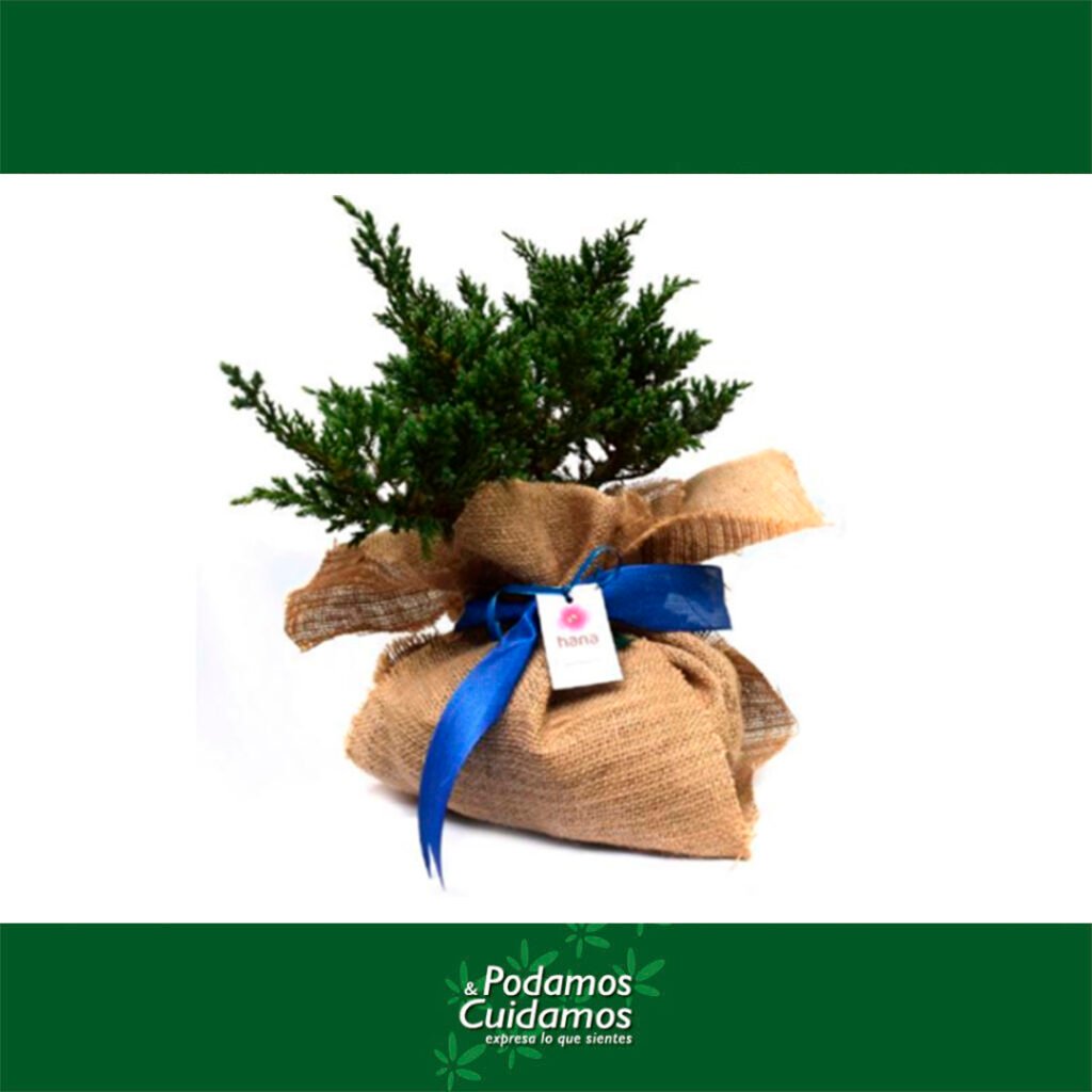 Arbol de Vida Pino 1024x1024 - Tributo Especial