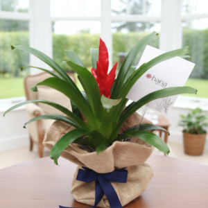 Gemini Generated Image hwgys9hwgys9hwgy 300x300 - Arbol de vida Bromelia
