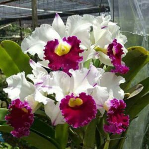 Orquideas 300x300 - ORQUÍDEAS